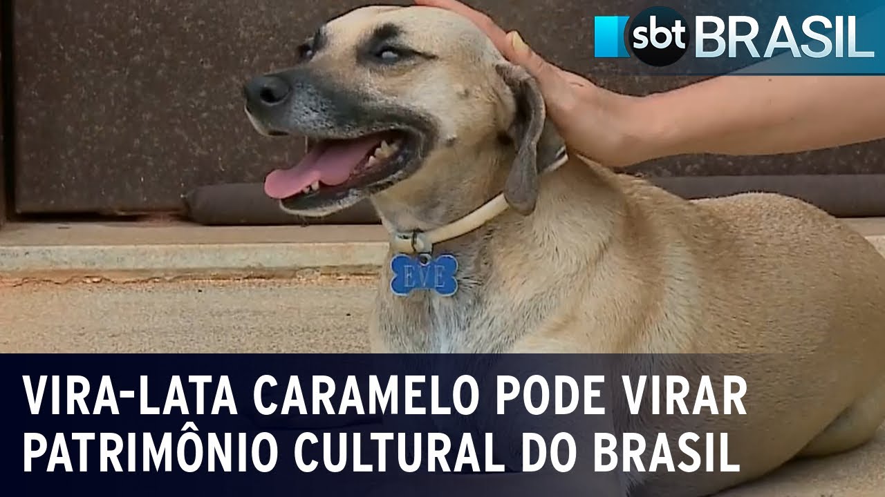 Vira-lata caramelo pode virar patrimônio cultural imaterial do Brasil | SBT Brasil (02/02/24)
