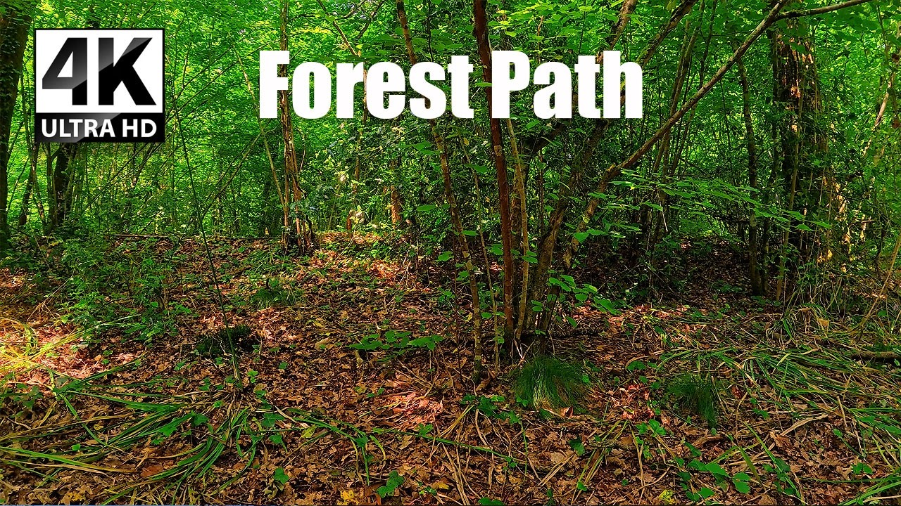 Forest Path Ambience | Peaceful Woodland Walk in 4K (No Music) - Meditation 1078