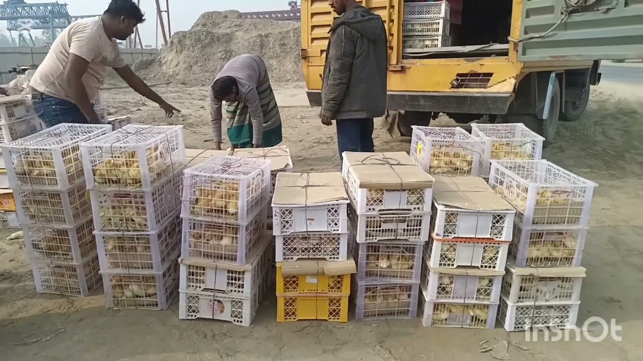 পিকেন স্টার হাঁস এর বাচ্চা।