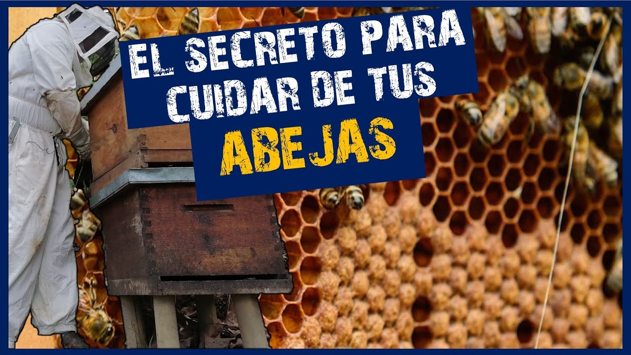 ✅ TODO APICULTOR DEBE AYUDAR A SUS ABEJAS DE ESTA MANERA | 👉Como cuidar las abejas en INVIERNO🐝