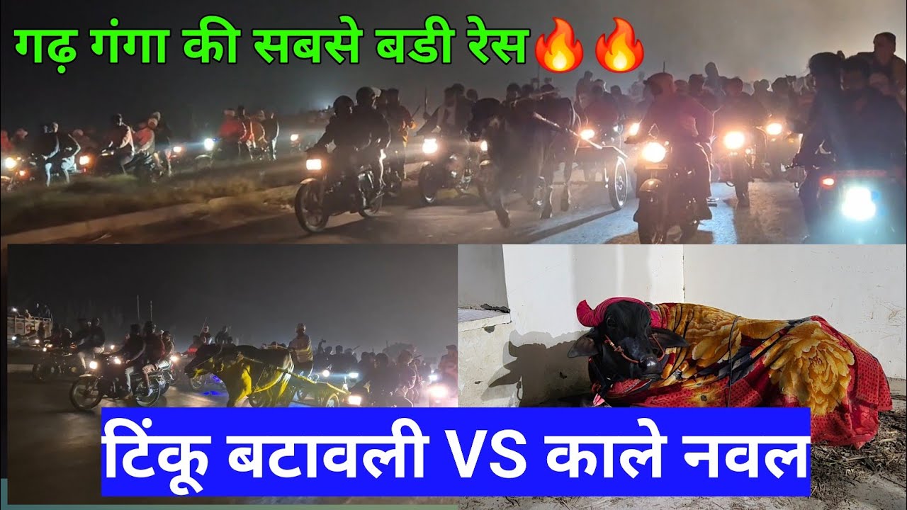 आज की रेस।🔥टिंकू बटावली VS काले नवल💪 गढ़ गंगा की सबसे बड़ी रेस😱