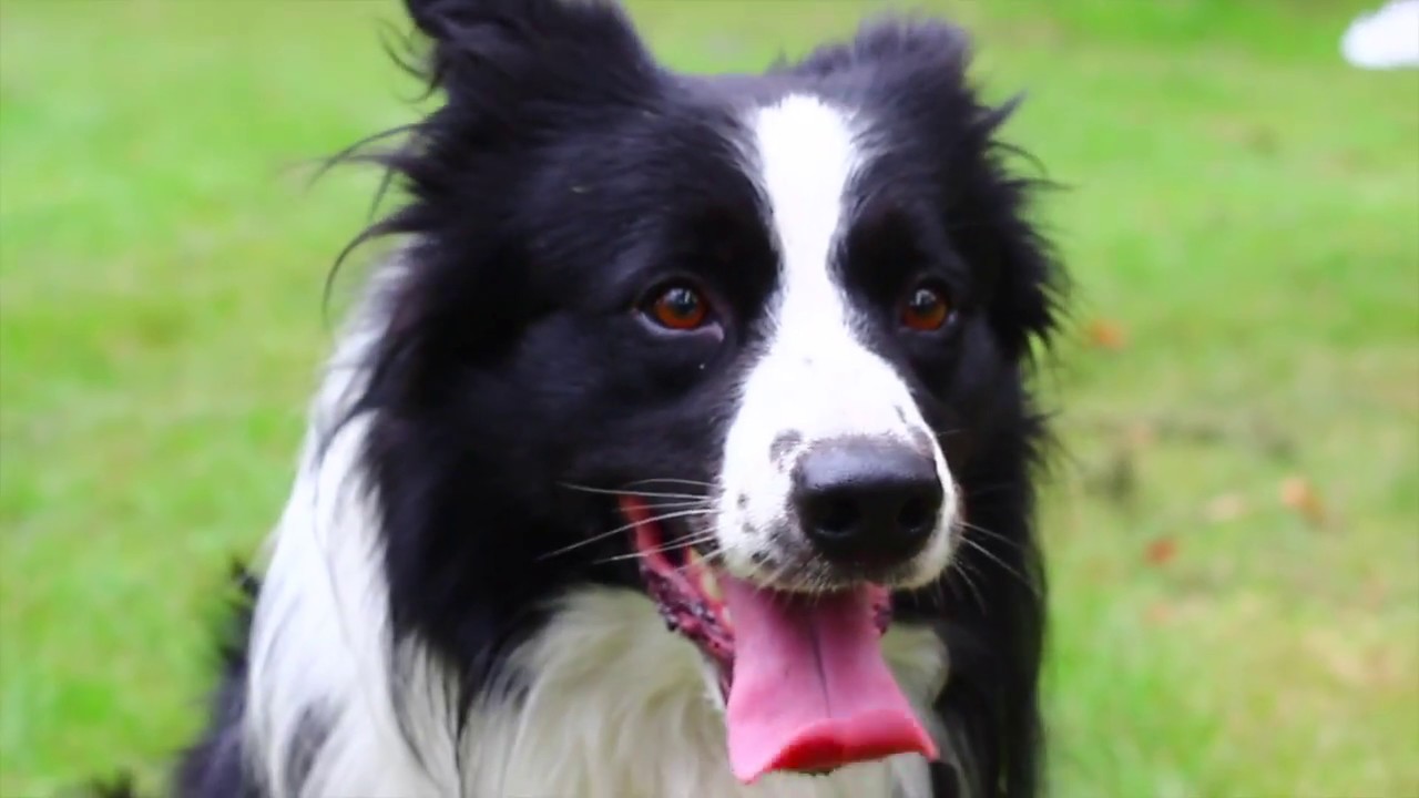 Border Collie Volt - Frisbee Tricks