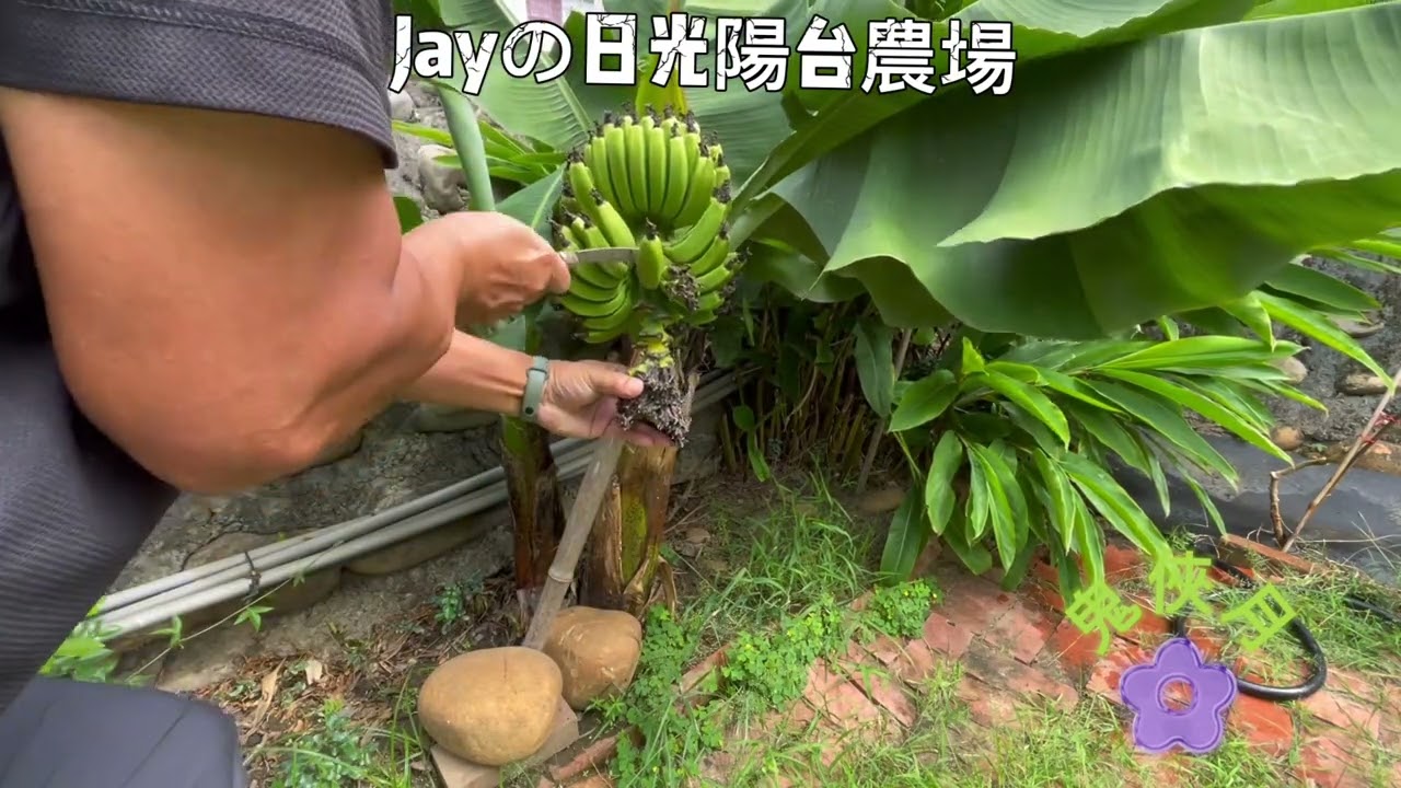 三尺蕉的套袋管理