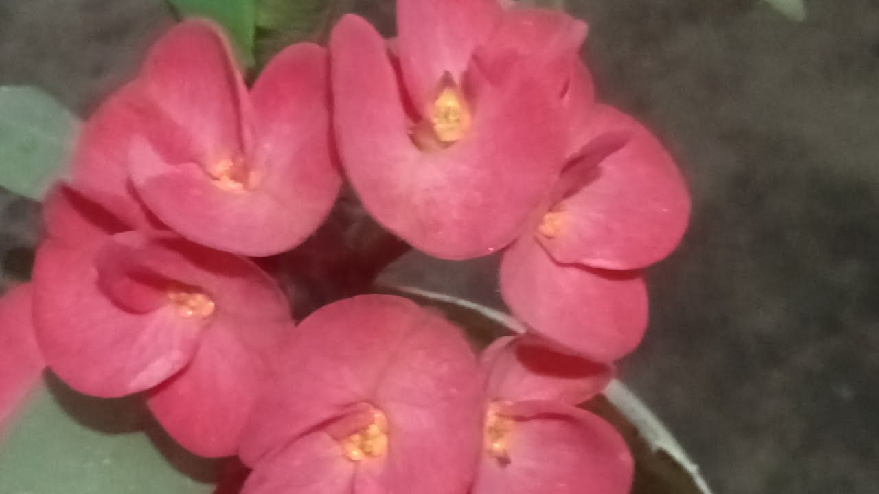 Arun Kumar  लाइव है!🥰🥰🥰🙏 welcome, my YouTube family kaise ho aap 🥰🥰🥰🙏 good morning 