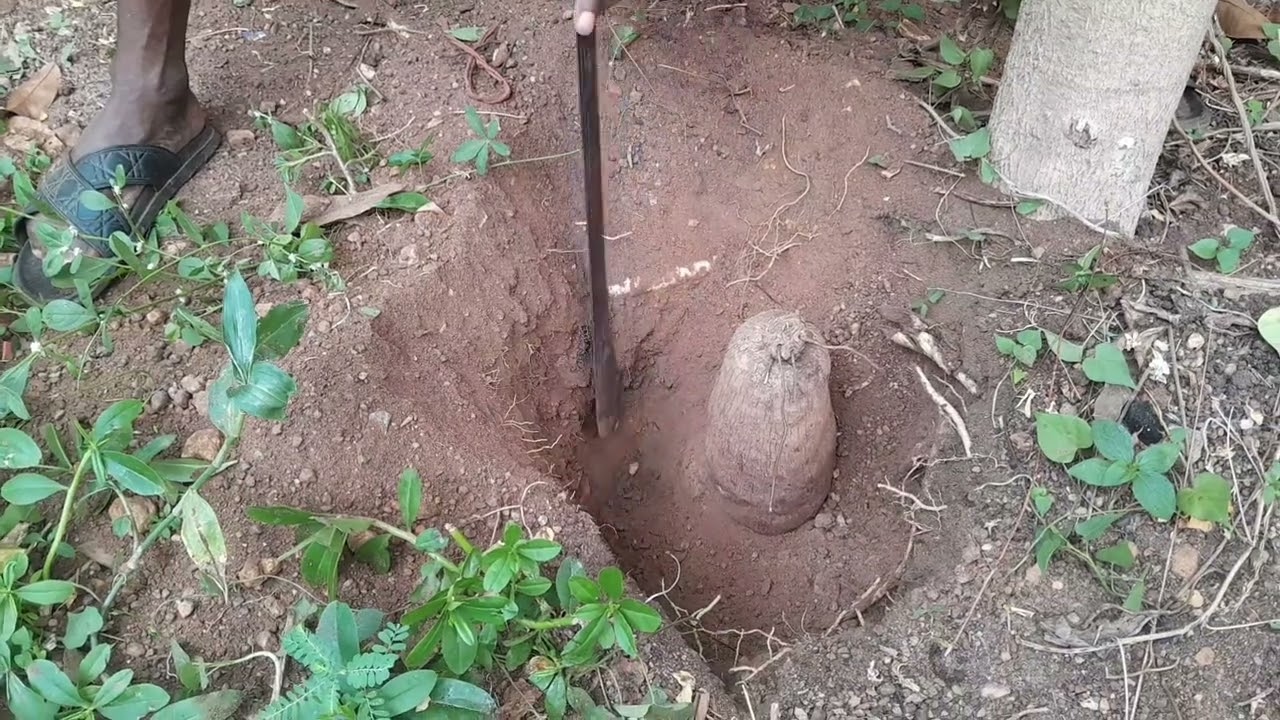 How to harvest yam tuber.