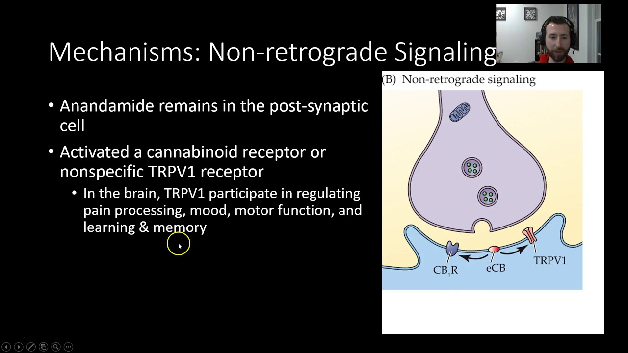 PSY305: Cannabinoids: Mechanisms of Action