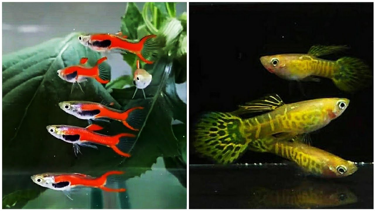 Beautiful Endler & Guppy Fish that I found on the Internet 🤓😎| Beautiful Guppy Fish in the World #15