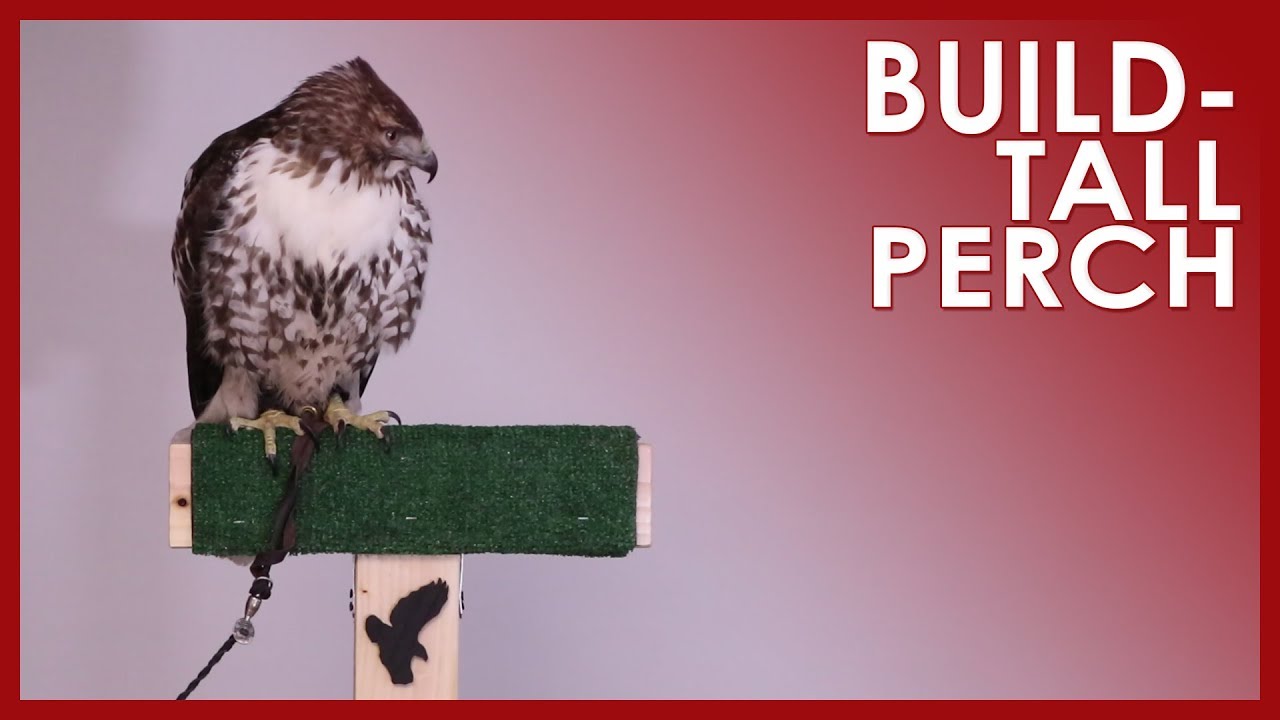 BUILD - TALL PERCH