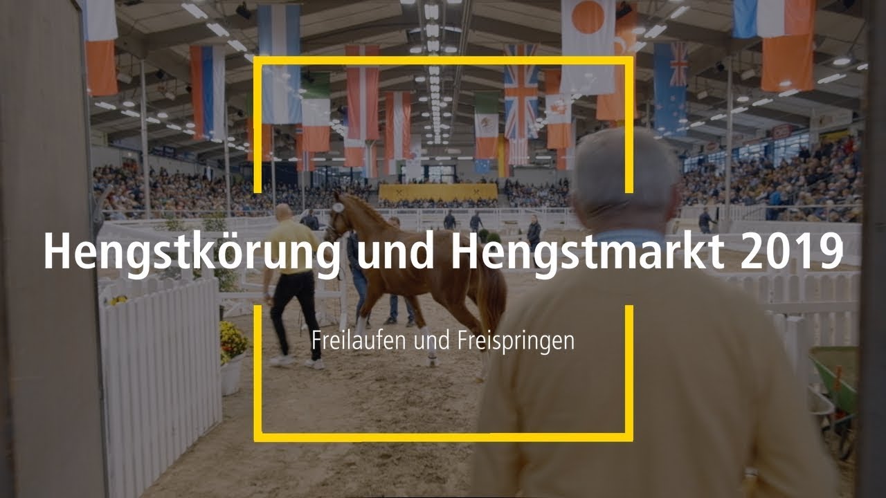 Hannoveraner Hengstk&ouml;rung 2019 - Freilaufen und Freispringen