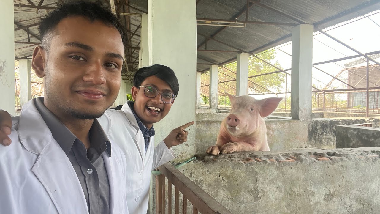 Visit to College Pig Farm | Vet diary | CVSC & AH , RK Nagar