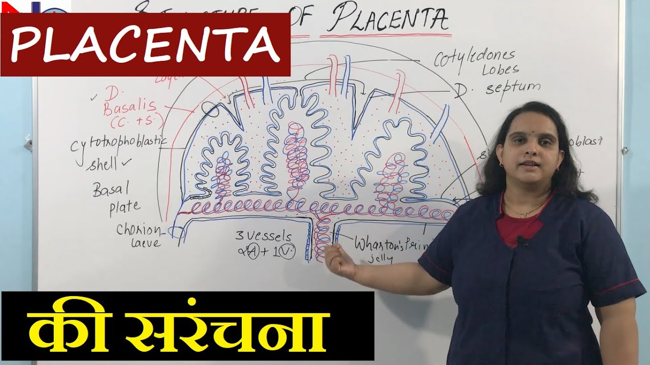 Placenta Structure in Hindi | Nursing Lecture