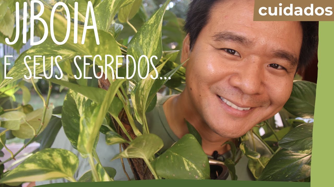 Aprenda a cuidar das plantas Jibóia