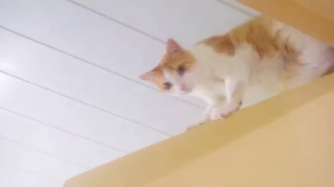 Xininha fazendo gracinha