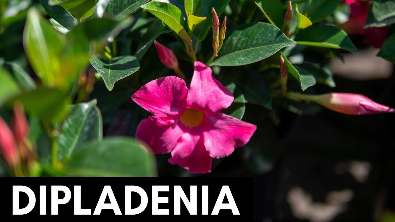 Dipladenia