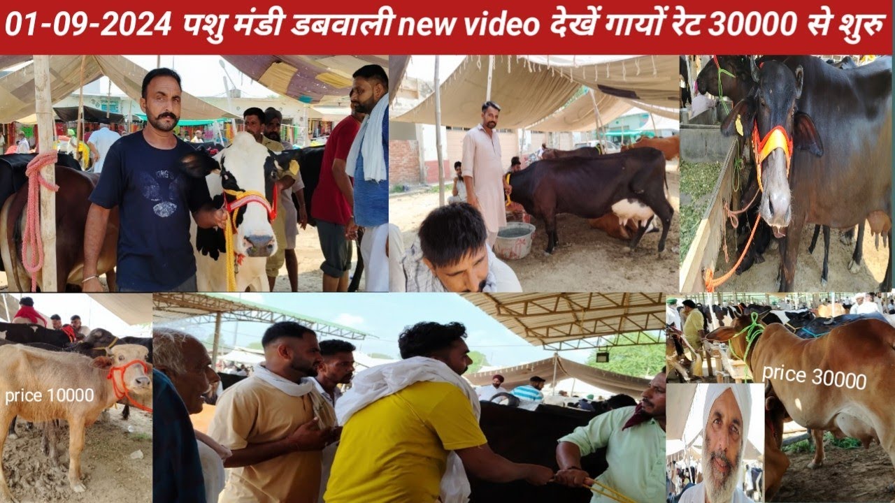 01-09-2024 ki Pashu Mandi Dabwali Biggest market low price #crossbreedcowforsaleinharyana #cowprice