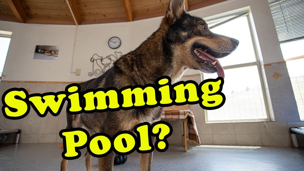 Q gets a swimming pool