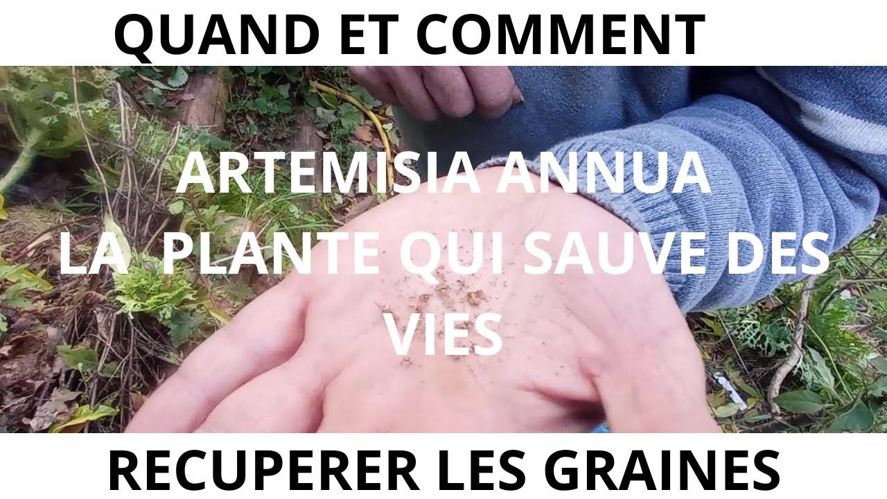 ARTEMISIA ANNUA . RECOLTE DES SEMENCES