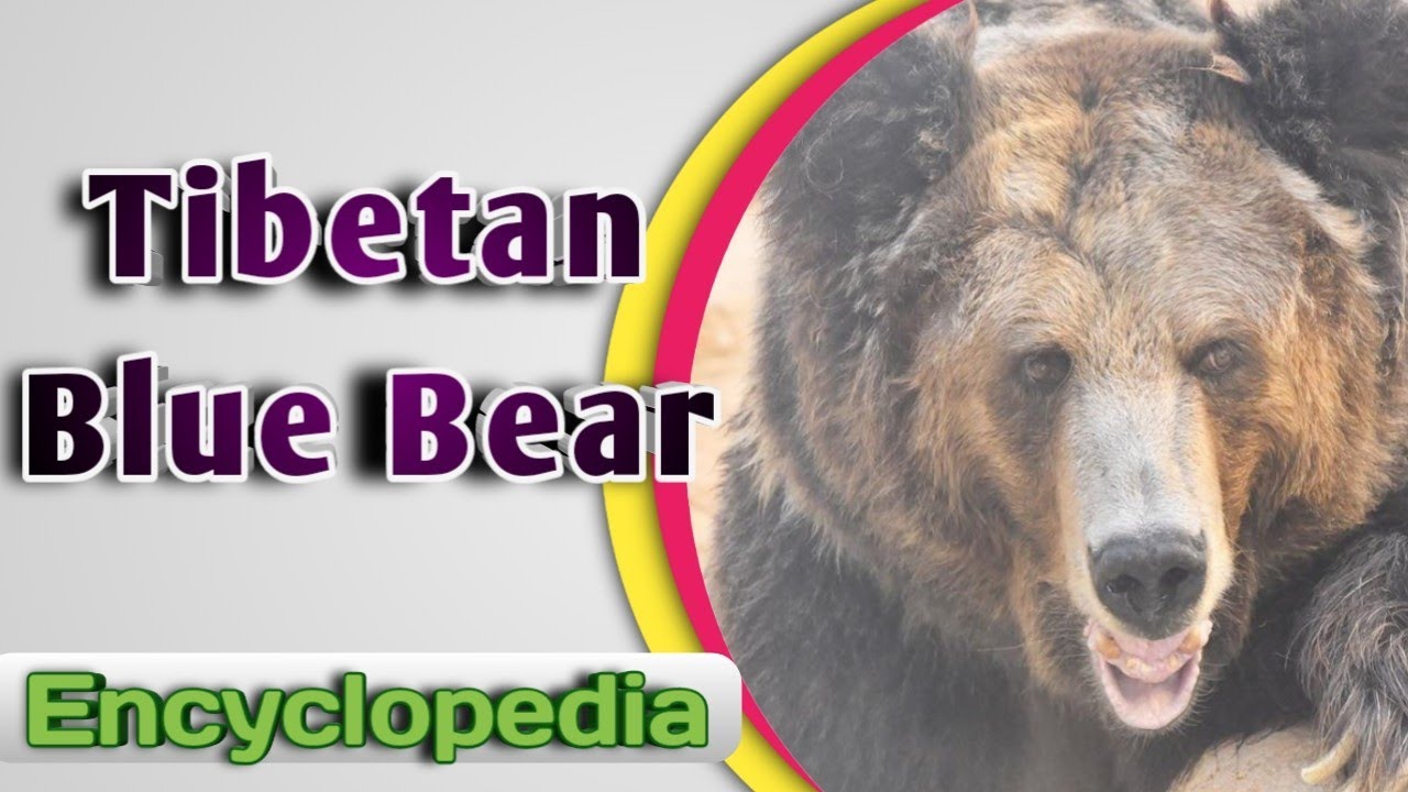 Tibetan Blue Bear - Audio / Video Encyclopedia
