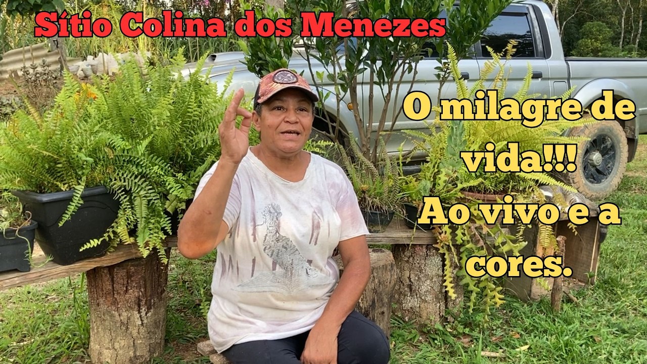 Sitio Colina dos Menezes - Chocando nossos pintinhos em chocadeira caseira - O milagre da vida !!!