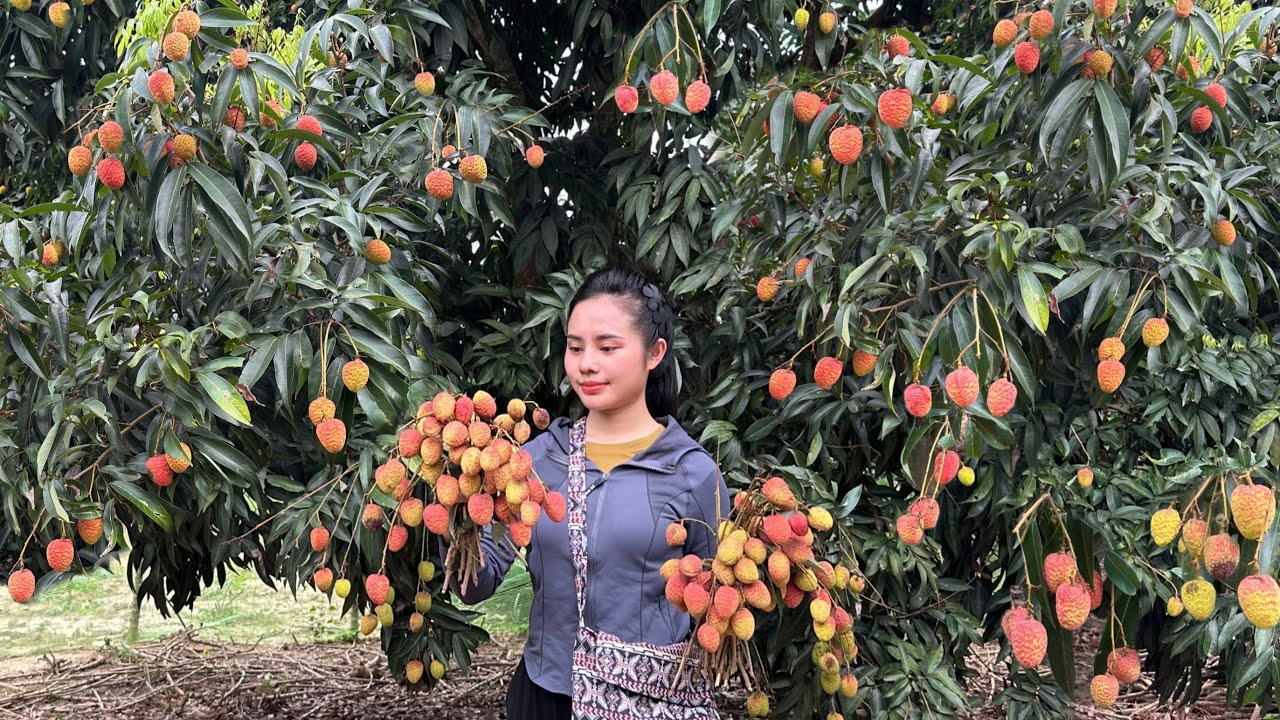 Harvesting red lychees to sell at the market - taking care of the papaya garden