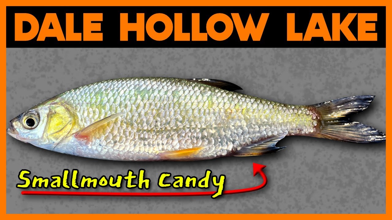 Fishing Dale Hollow Lake With Little Buddies | Live Bait Fishing For Smallmouth Bass