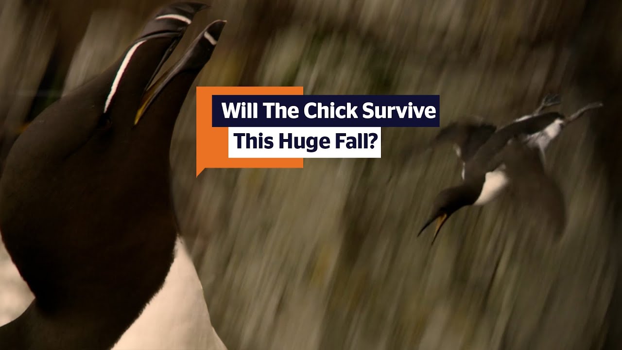Dramatic Moment Baby Bird Falls From Huge Cliff Ledge | Highlands With Ewan McGregor