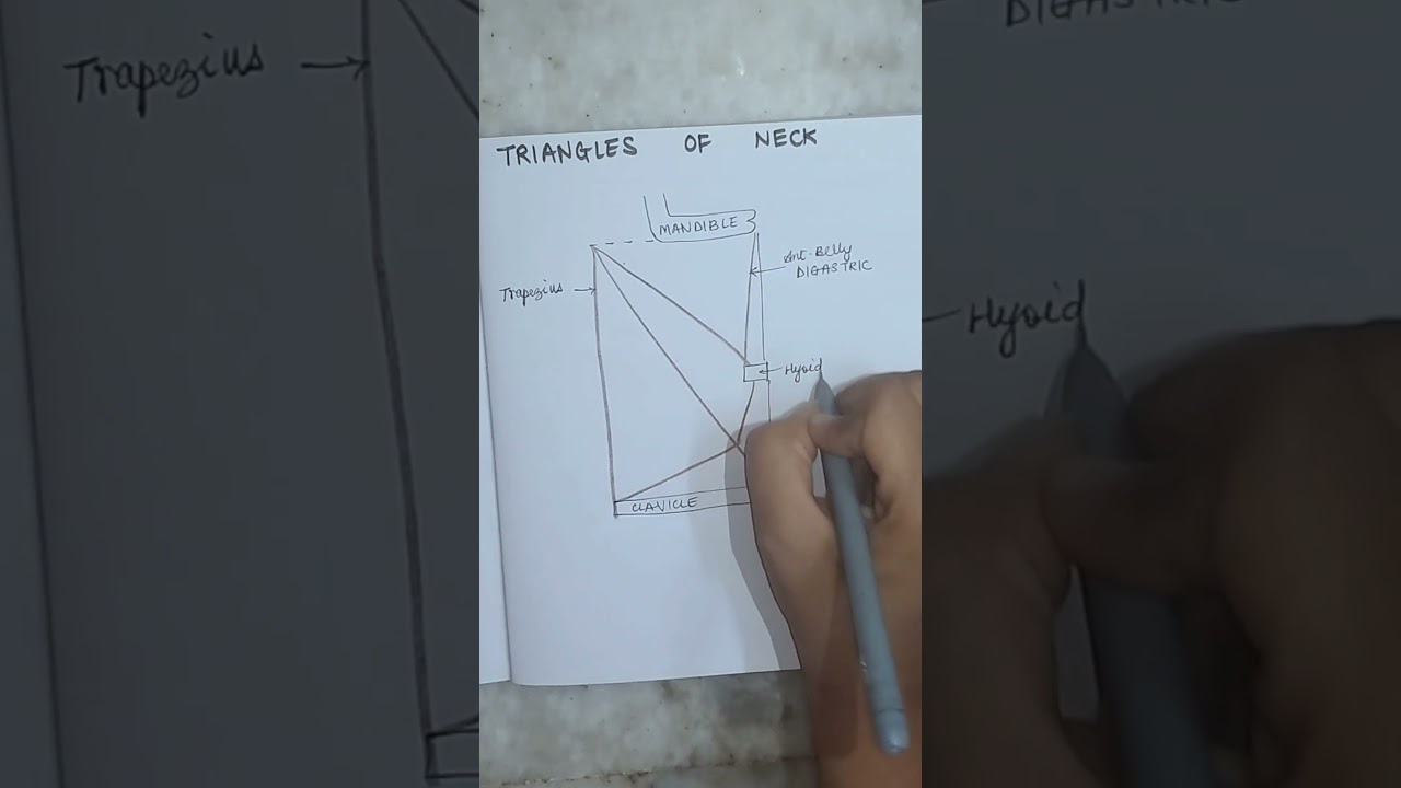Triangles of neck|#anatomy diagrams| #mbbs #medschool #medstudent