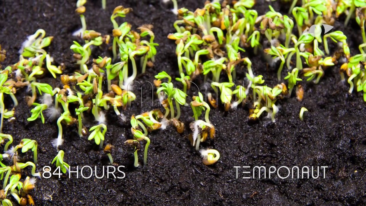 Прорастание и рост семян кресс-салата