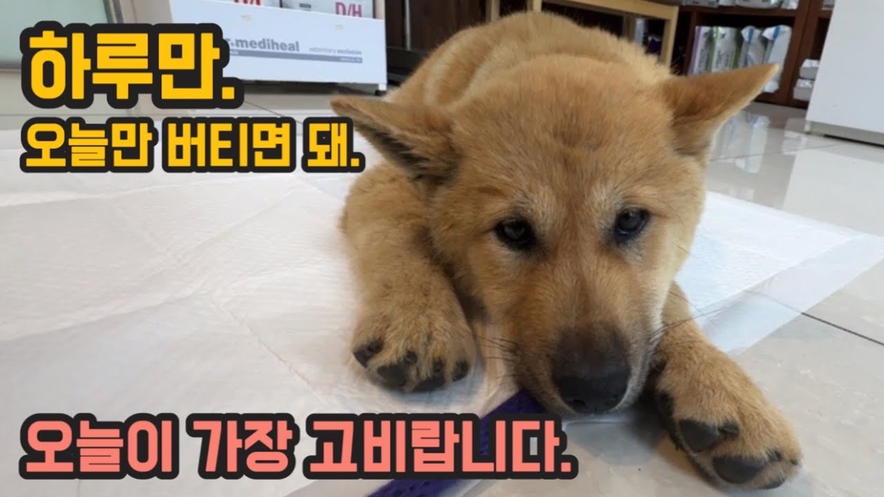 새끼강아지 파보를 이겨내는 과정. 오늘만 힘내면 살 수 있대. 그리고 삼둥이
