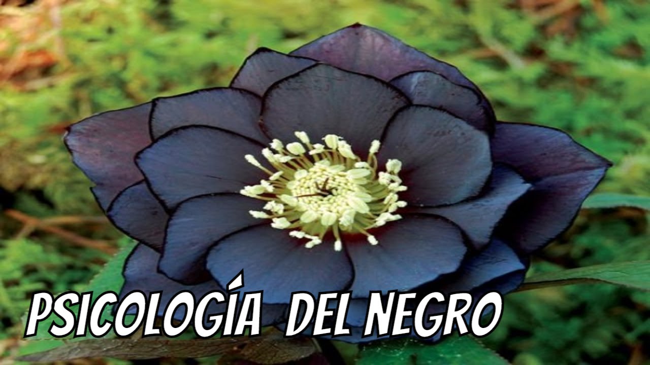 CURIOSIDADES DEL COLOR NEGRO | Historia de los Colores | Datos curiosos Cómo funcionan los Colores