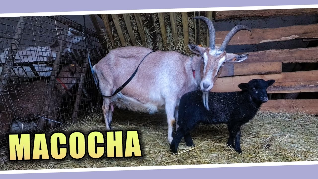 Macocha 🐐