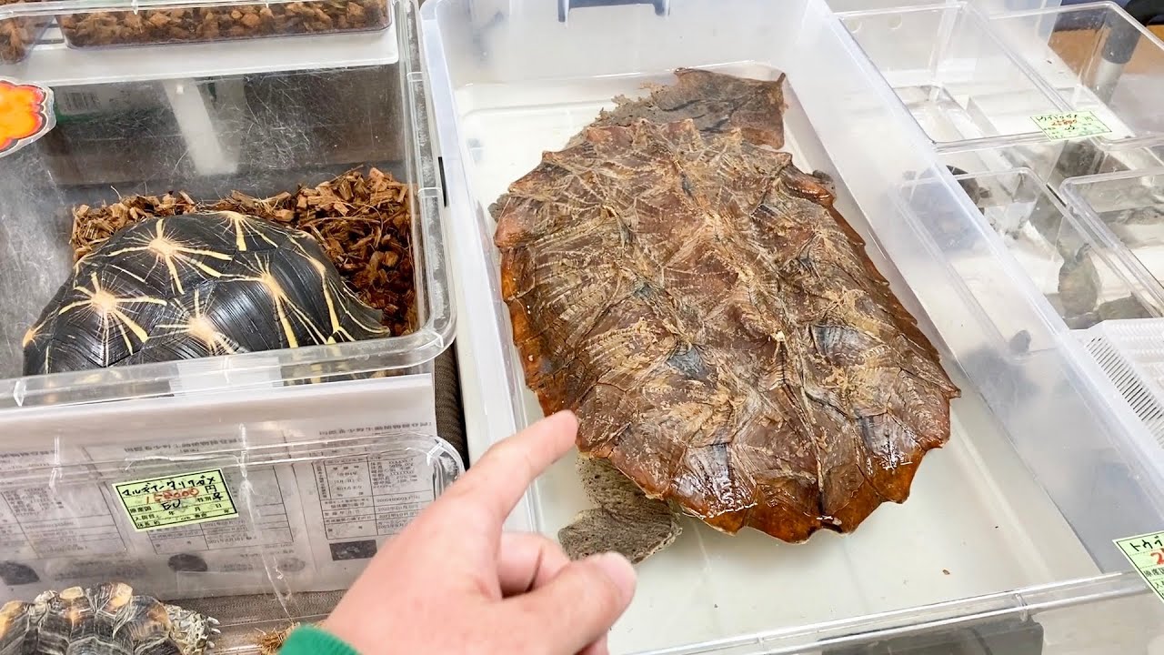 【激ヤバ生体祭り】東京開催の爬虫類イベントが楽しすぎた！
