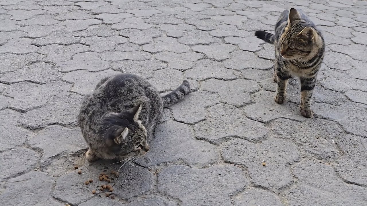 When Two Identical Cats Compete for Food! (Cute Feeding Time Moments)