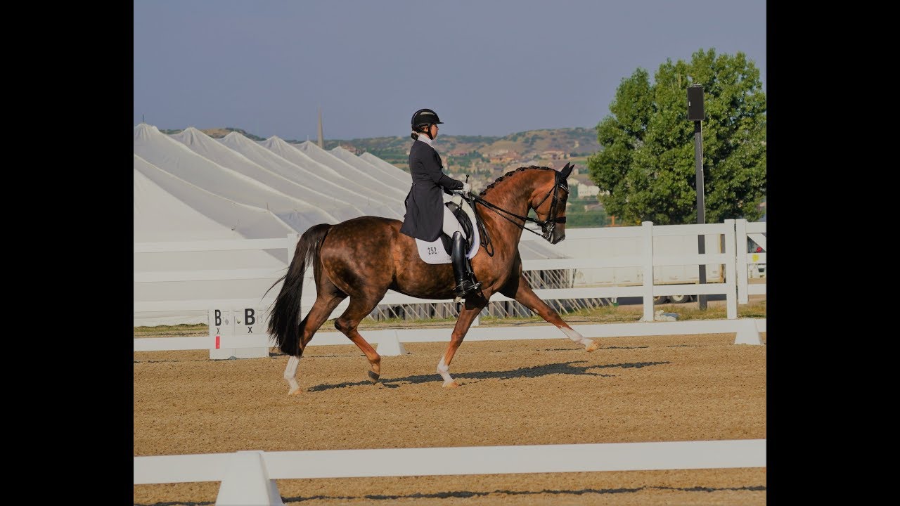 SOLD!! Stunning Small Tour Superstar! 10 yr 17 h Gorgeous Imported Oldenburg Gelding $155k
