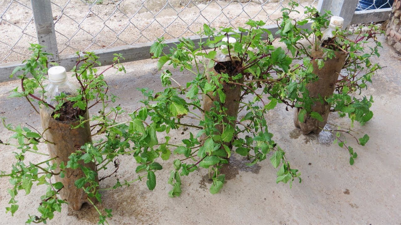 Planting Mint From Stems With Plastic Bottle | garden ideas