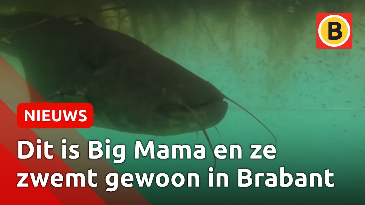 Enorme meerval trekt duikers naar de Kempervennen | Omroep Brabant