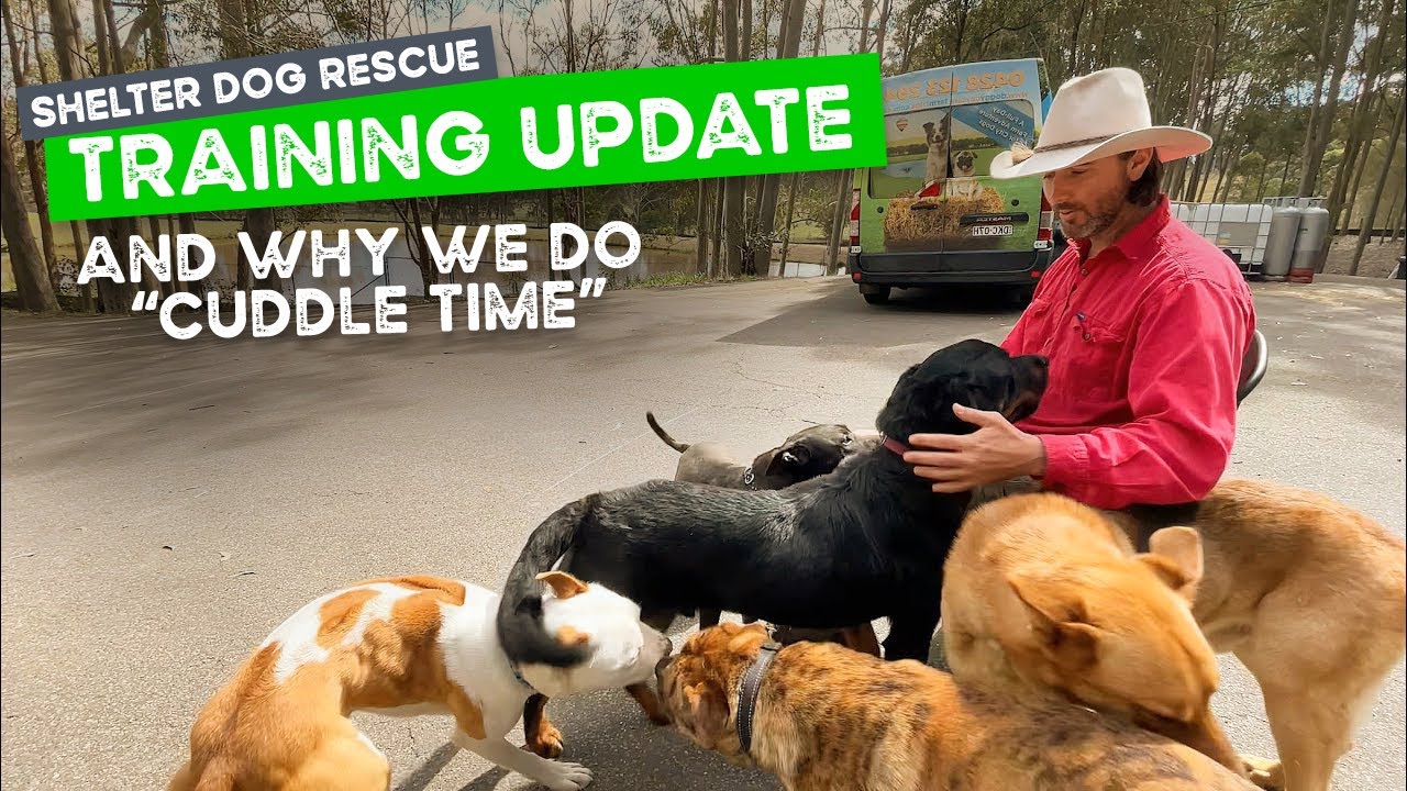 Training update for shelter dogs YoYo, Conrad, Freddo, Bobby and Rogan