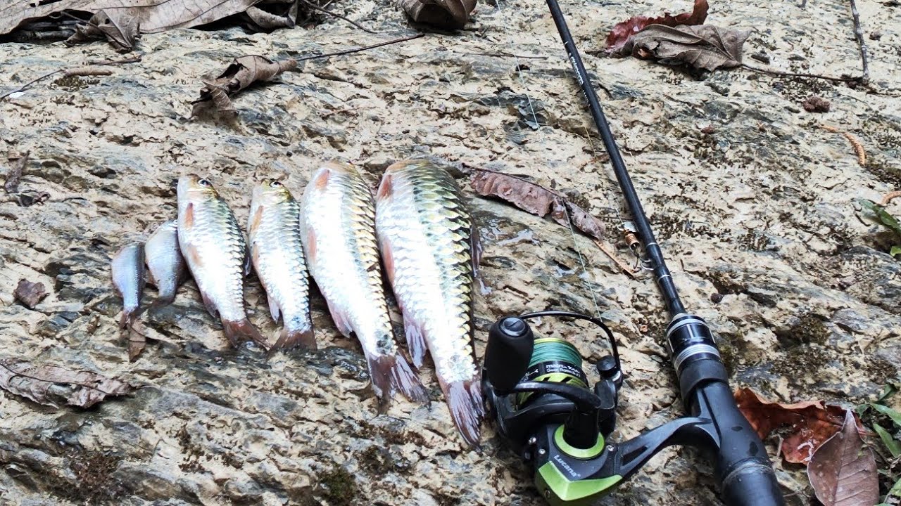 Nghakuai khai/vawm#fishing#masheer 