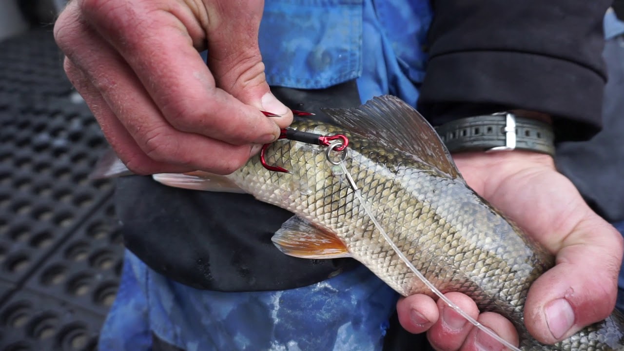 HOW TO RIG SUCKERS FOR MUSKIES