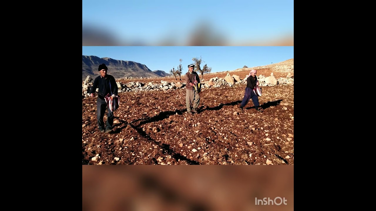 KASRİK BELDESİ MILA KASR&Eacute; BUĞDAY EKİMİ 11 ARALIK 2021