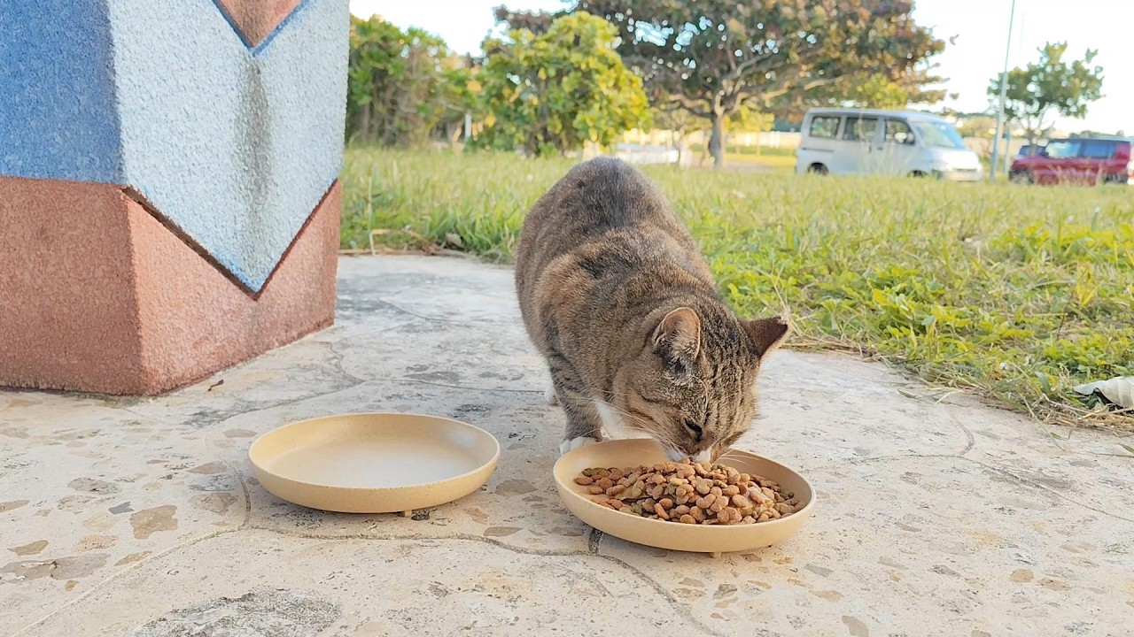 2026.1.9 猫巡り ビーチ猫のビビちゃんに美味しいカリカリと大好きなウェットフードを