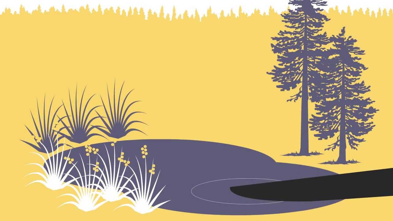 Forest Fact Break: Ecosystems