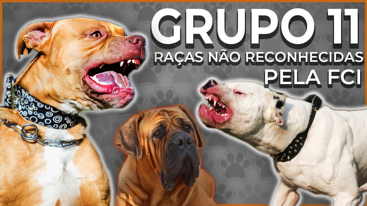 RA&Ccedil;AS N&Atilde;O RECONHECIDAS PELA FCI - Grupo 11 da CBKC  #gruposdasracascaninas