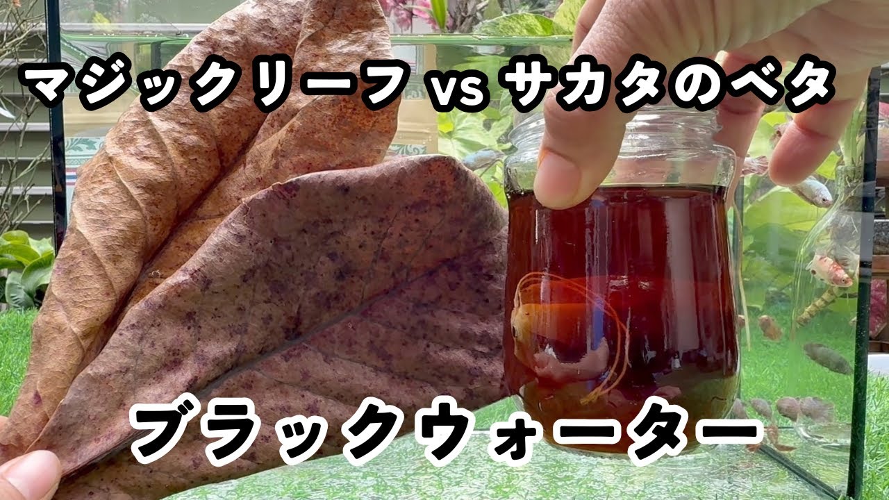 マジックリーフより簡単＆高品質！サカタのベタのブラックウォーターがおすすめな理由
