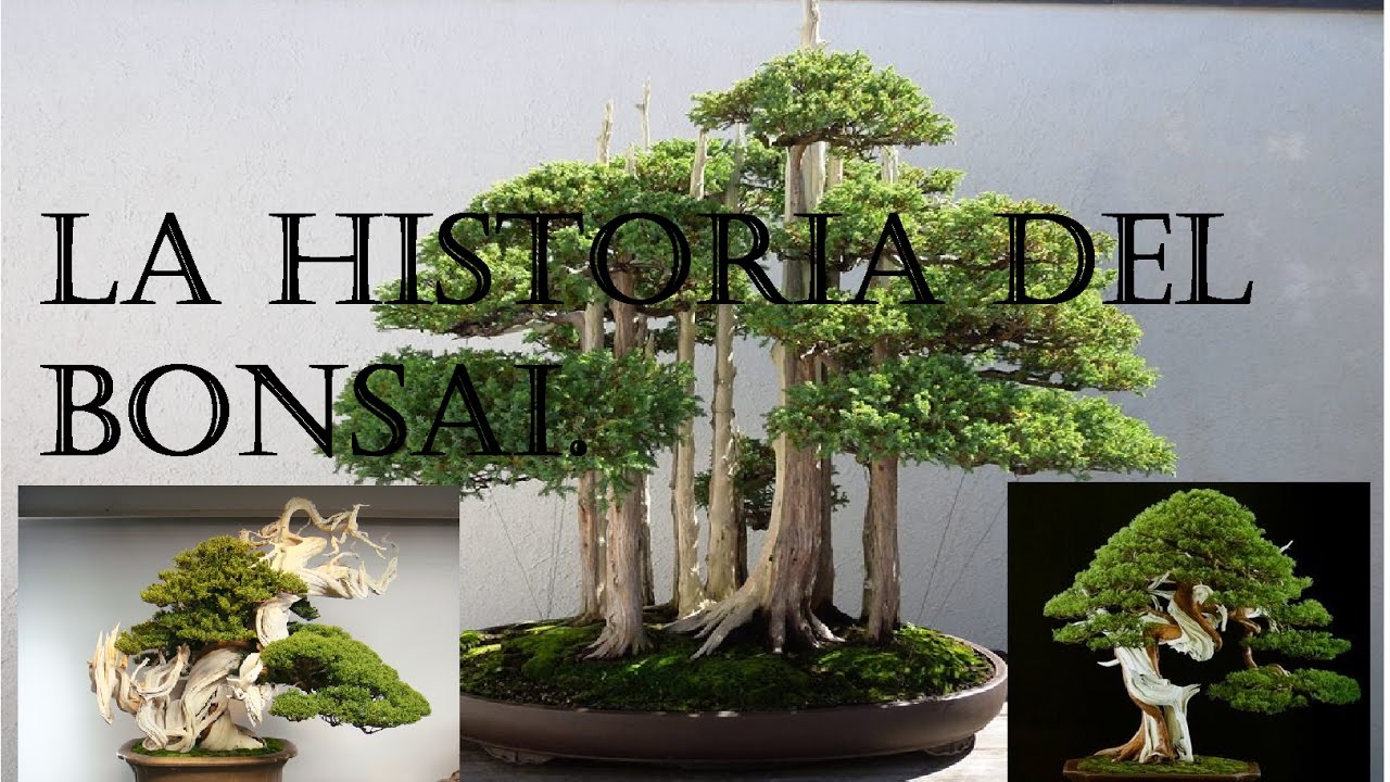 LA HISTORIA DEL BONSAI. POR: CAESAR.COM