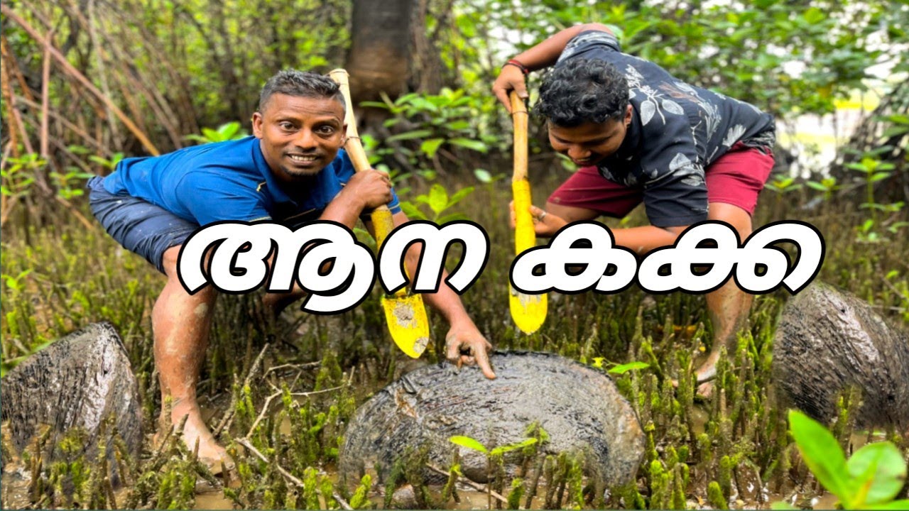 കണ്ടൽ കാട്ടിൽ ഇത്രയും വലിയ കക്കയോ.../Caught big clams from the mangrove forest