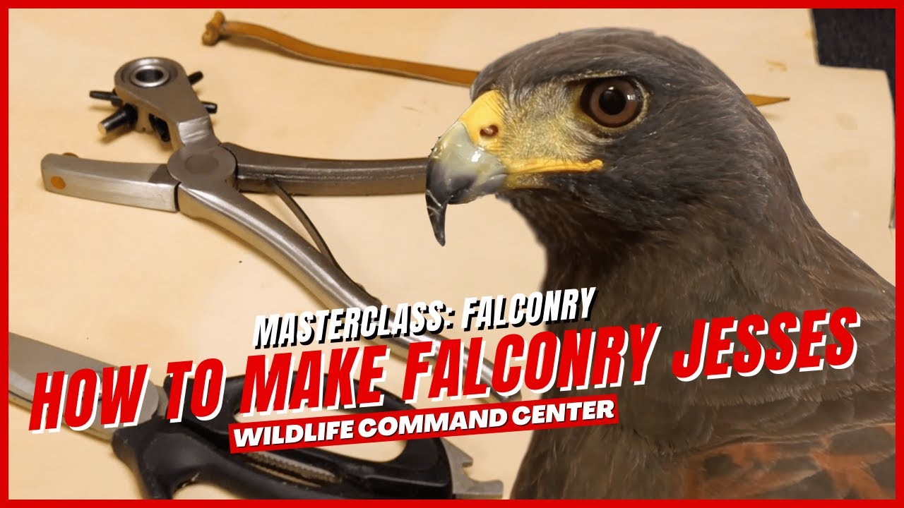 How to Make Jesses for Falconry | Wildlife Command Center - Ep. 3