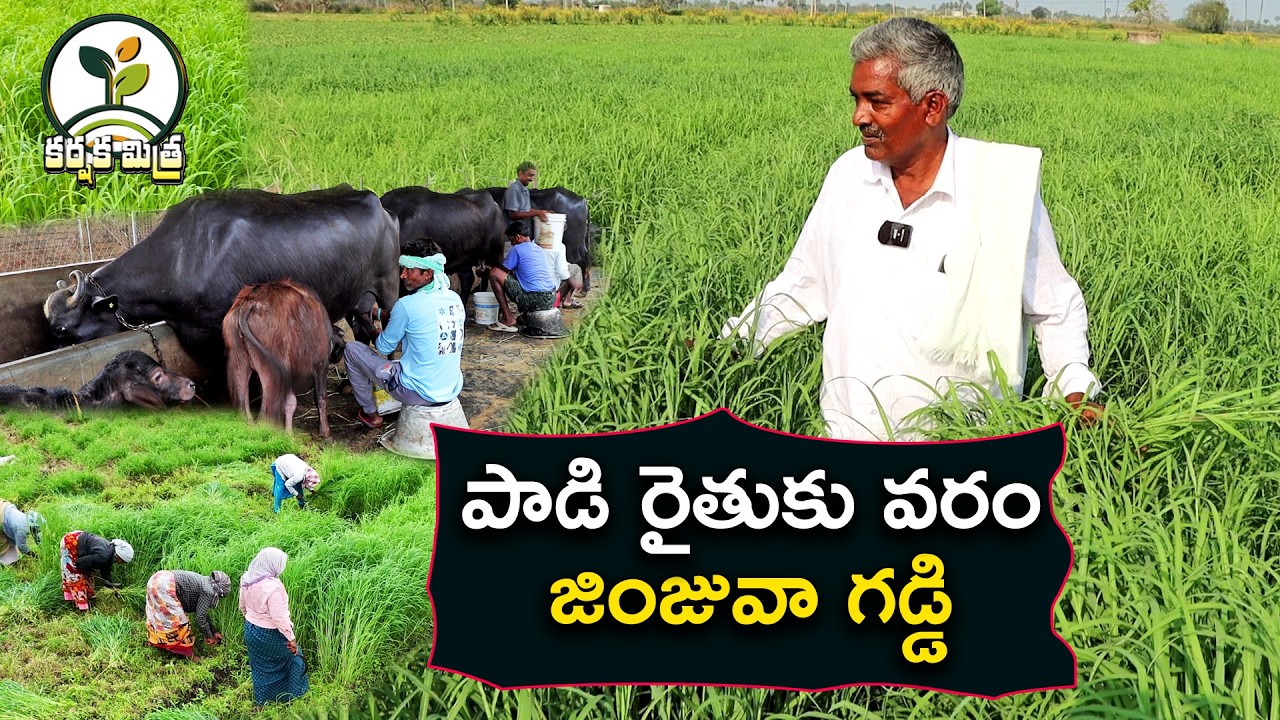 పాలు పెంచే పచ్చి మేత జింజువా గడ్డి || 30 రోజులకే కోత || Best Green Grass Jinjwa || || Karshaka Mitra