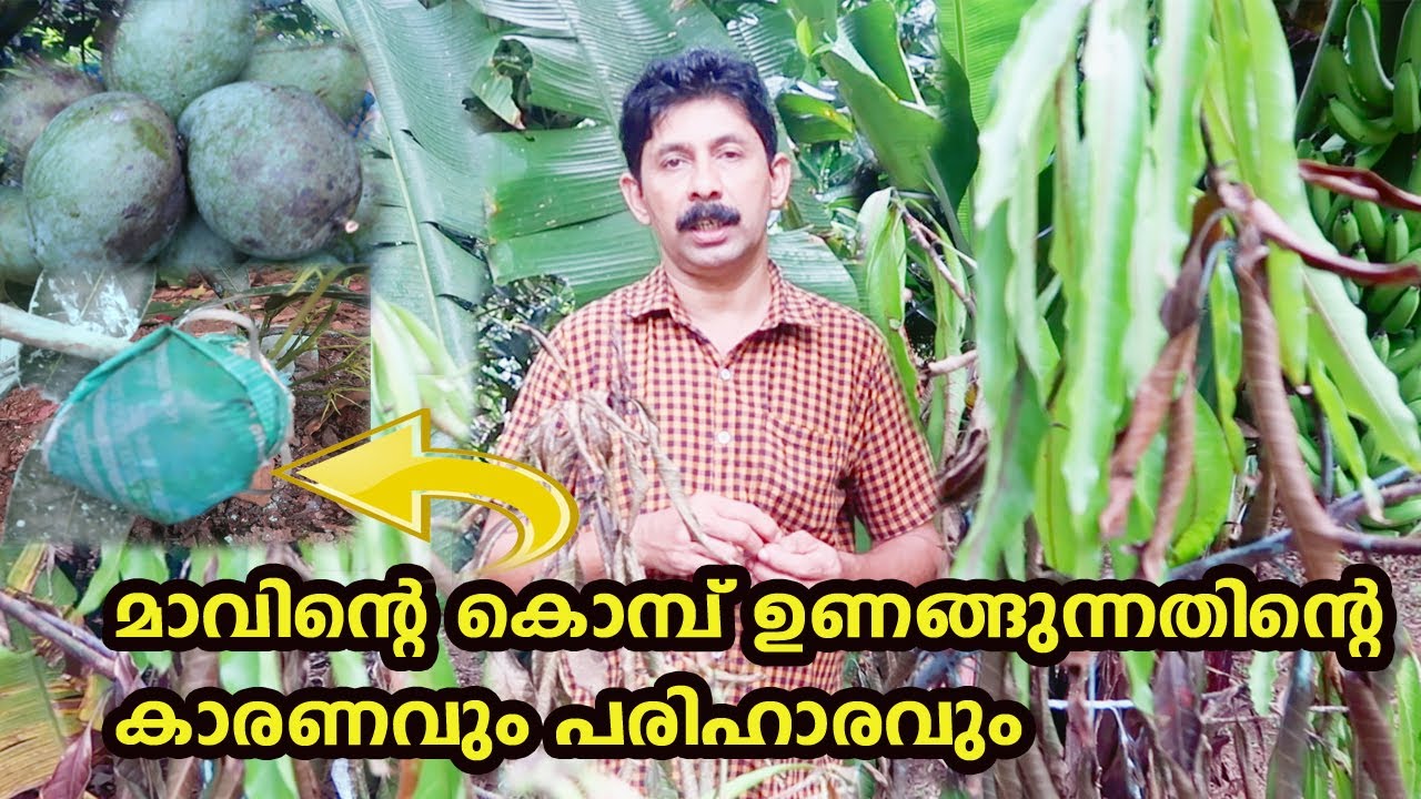 മാവിൻ്റെ കൊമ്പ് ഉണങ്ങുന്നതിൻ്റെ കാരണവും പരിഹാരവും Mango Tree Disease Krishi Lokam