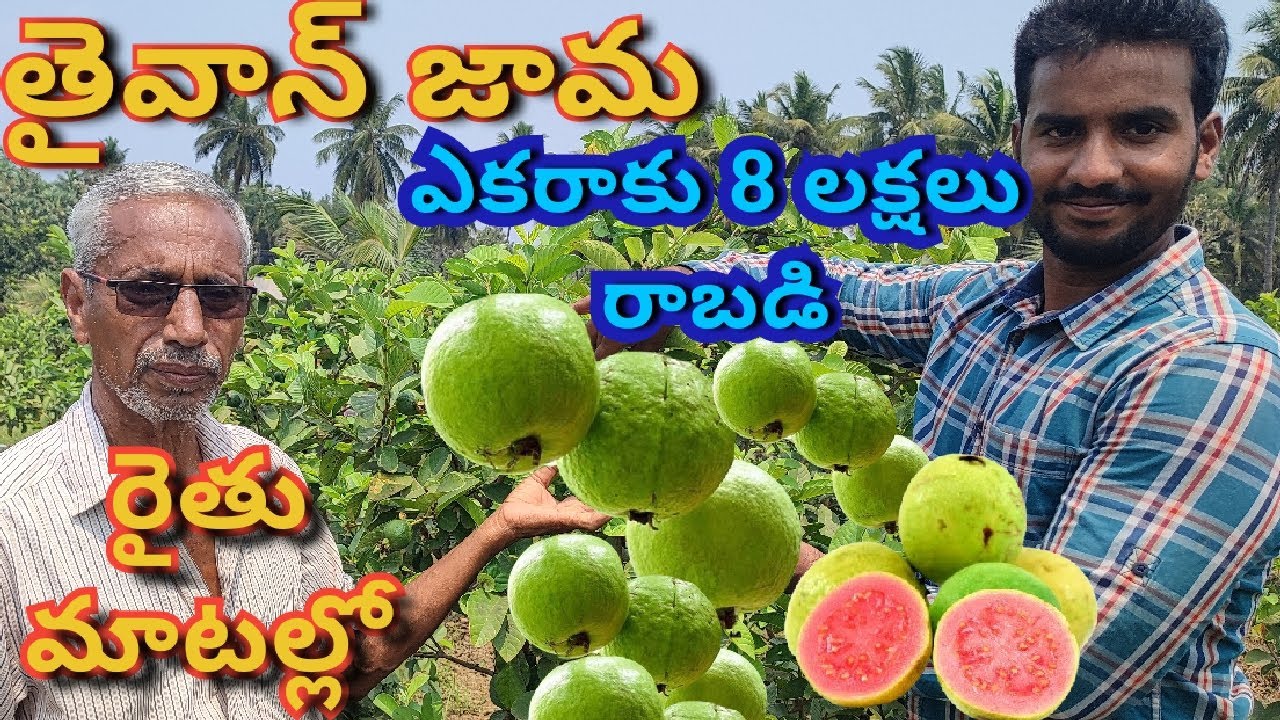 తైవాన్ జామ సాగు చేస్తున్న రైతు అనుభవం | #guavacultivation #agriculture #farmers #rythukubharosha